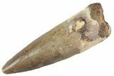 Fossil Spinosaurus Tooth - Real Dinosaur Tooth #367978-1